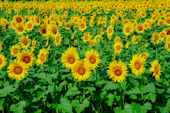 フリー写真, CC0 写真, 風景（写真）, 植物（写真）, 花（写真）, 向日葵（ヒマワリ）, 夏（写真）, 花畑, 黄色の花