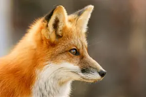 フリー写真 横を向いたキツネ