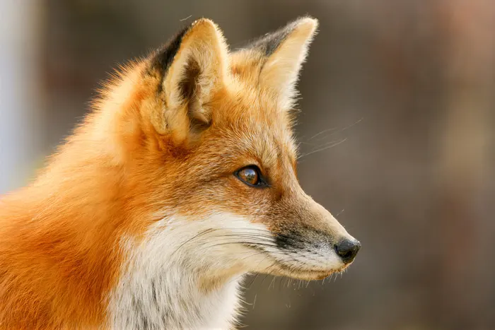 フリー写真, 動物（写真）, 哺乳類, 狐（キツネ）
