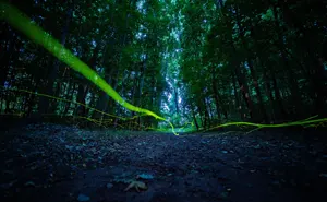 フリー写真 森を飛ぶ蛍の軌跡