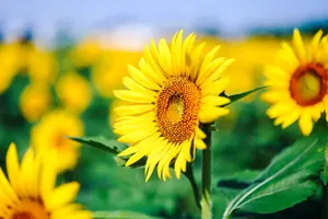 フリー写真 ヒマワリの花