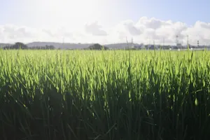 フリー写真 夏の田んぼの稲