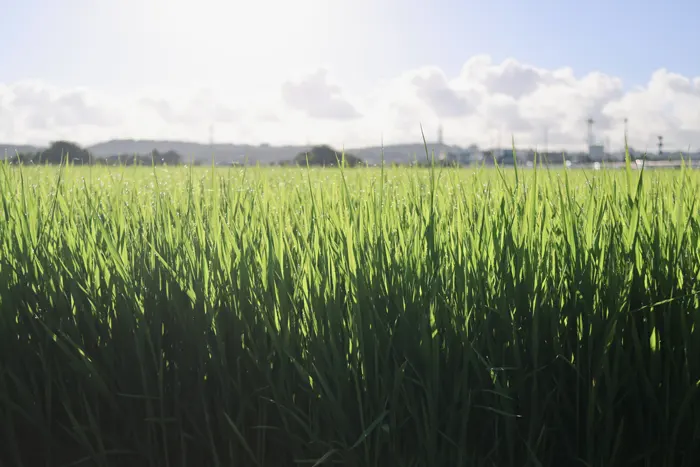 フリー写真, CC0 写真, 風景（写真）, 植物（写真）, 作物, 稲（イネ）, 穀物, 水田（田んぼ）, 田園風景, 日本, 夏（写真）