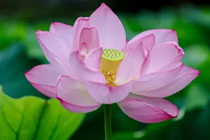 フリー写真 薬師池公園の蓮の花