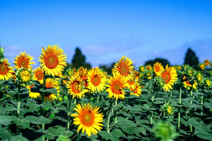フリー写真, CC0 写真, 植物（写真）, 花（写真）, 向日葵（ヒマワリ）, 夏（写真）, 花畑