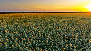 フリー写真 夕暮れのひまわり畑