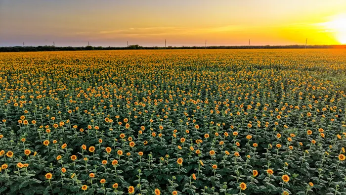 フリー写真, CC0 写真, 風景（写真）, 植物（写真）, 花（写真）, 向日葵（ヒマワリ）, 花畑, 夏（写真）, 夕方（夕暮れ）, 夕焼け
