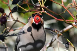 フリー写真 赤色の実を咥えたキレンジャク