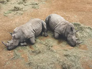 フリー写真 眠っている二匹のサイ